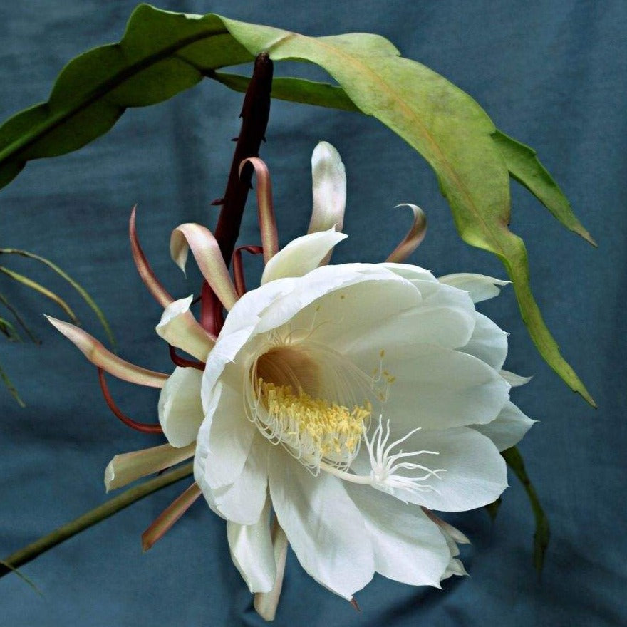 Brahma Kamal - White (Epiphyllum oxypetalum) Flowering Live Plant