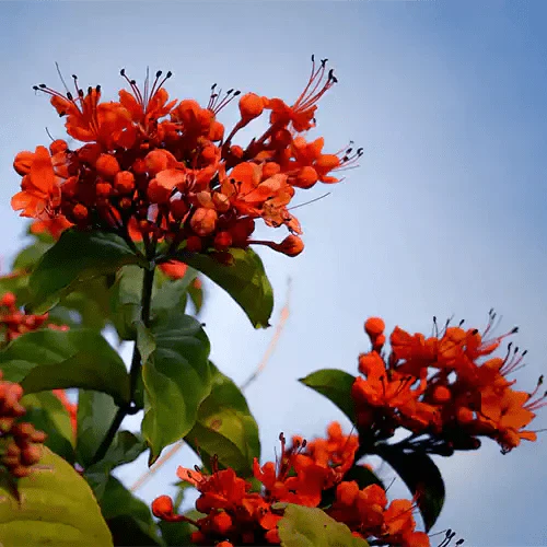 Flaming Glorybower Live Plant