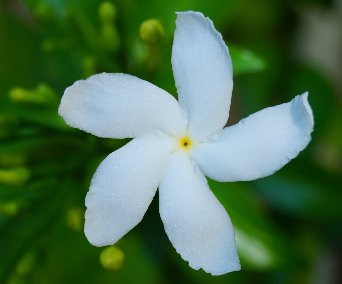 Nandyarvattam / Pinwheel Fragrant All Time Flowering Live Plant