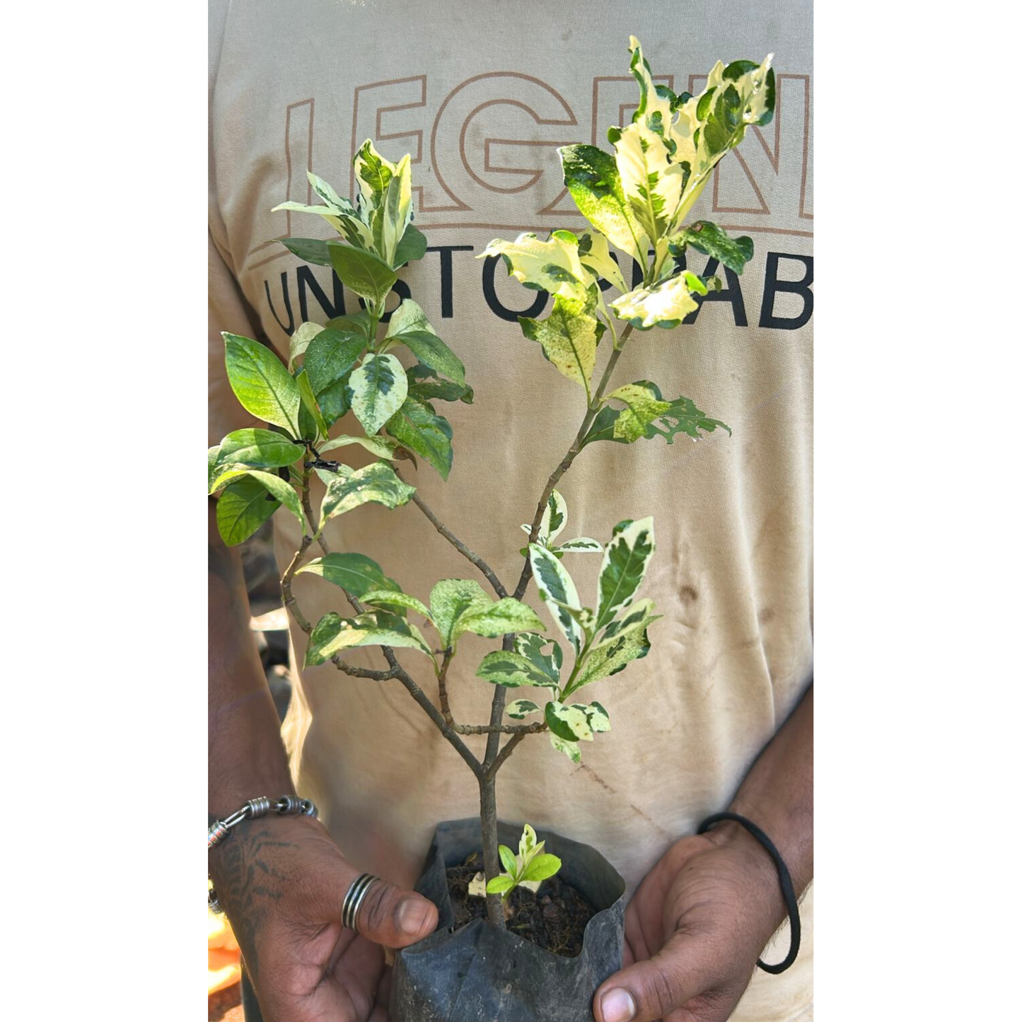 Gardenia Variegated All Time Flowering Live Plant