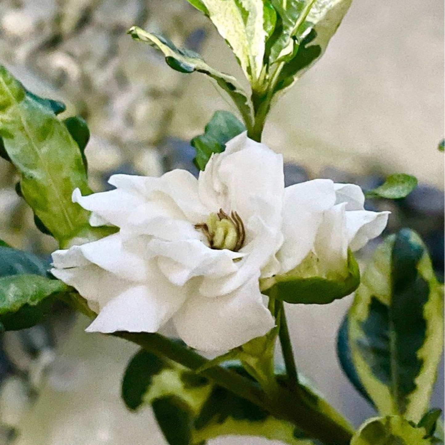 Gardenia Variegated All Time Flowering Live Plant