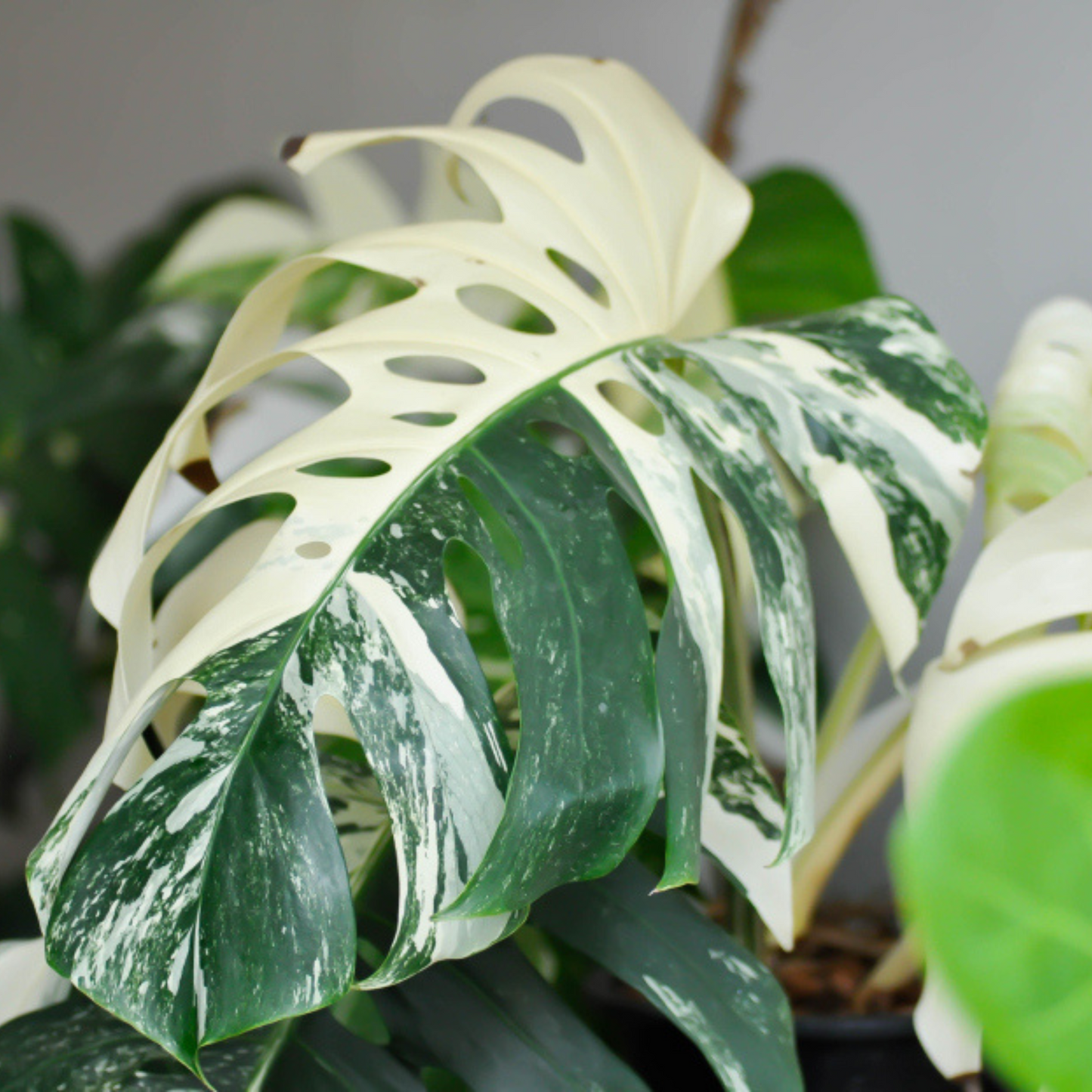 Swiss Cheese (Monstera deliciosa) Variegated Indoor / Outdoor Live Plant