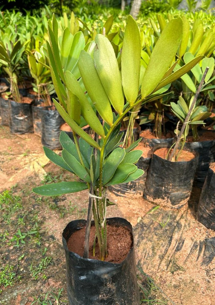 Cardboard Palm (Zamia furfuracea) Ornamental Live Plant