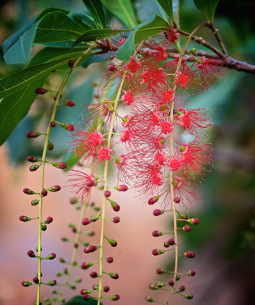Barringtonia Acutangula Indian Oak Tree (Red Flower) Plant