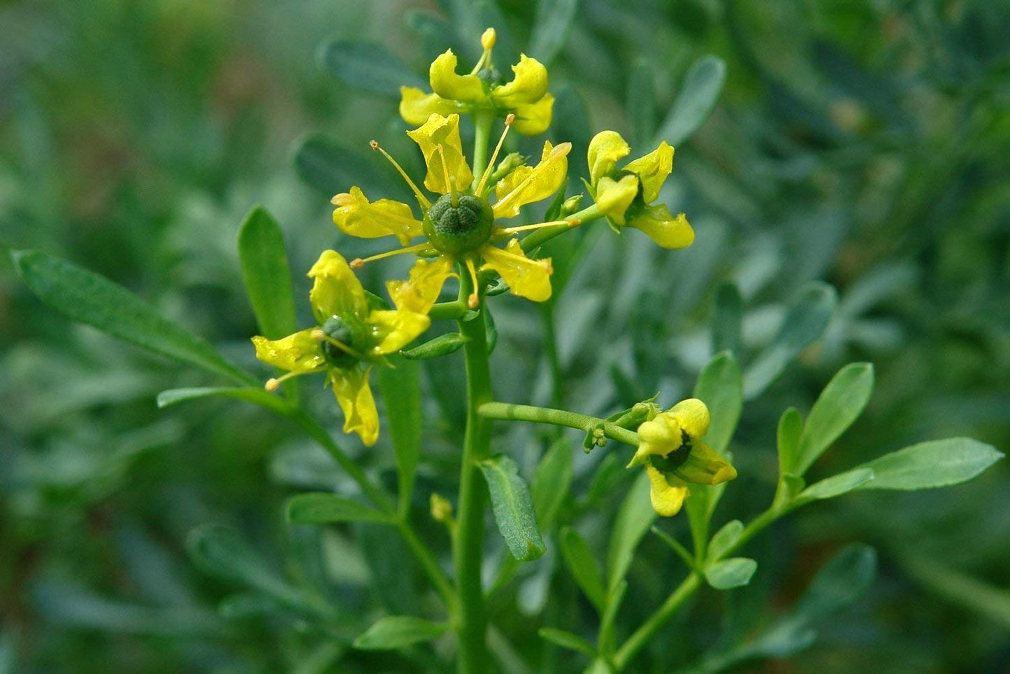 Ruta Graveolens (Herb of Grace) Herbal Ornamental Live Plant