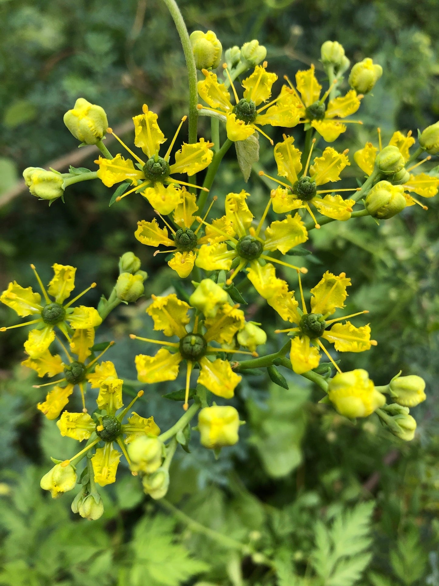 Ruta Graveolens (Herb of Grace) Herbal Ornamental Live Plant