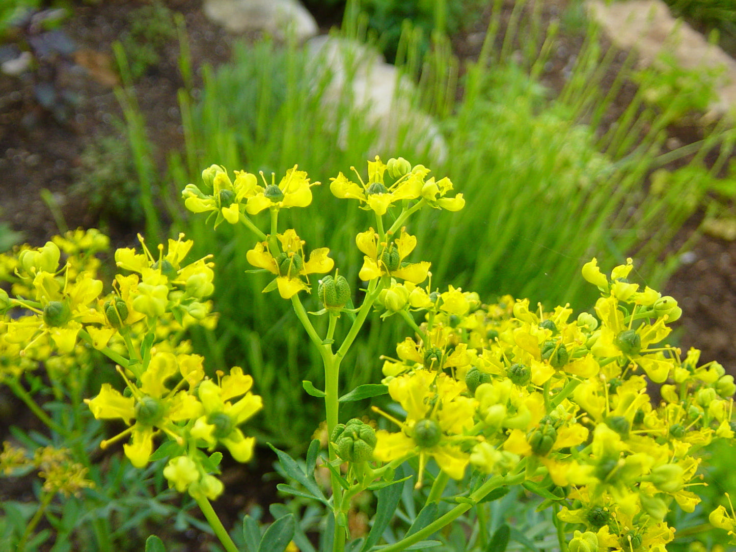 Ruta Graveolens (Herb of Grace) Herbal Ornamental Live Plant