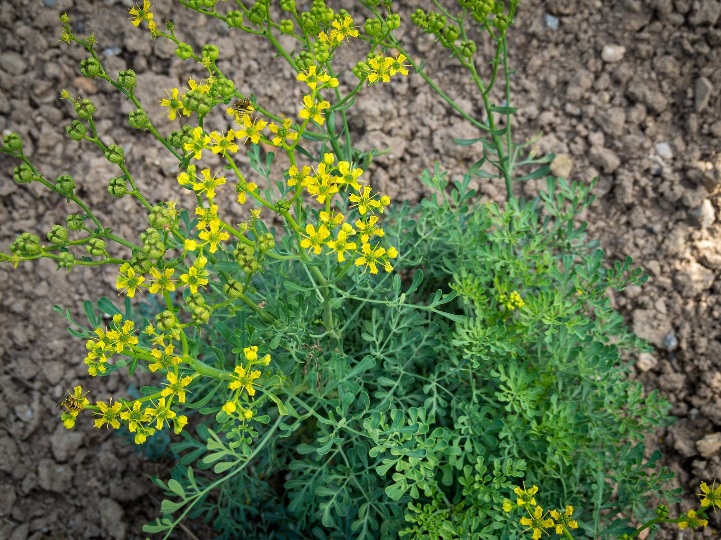 Ruta Graveolens (Herb of Grace) Herbal Ornamental Live Plant