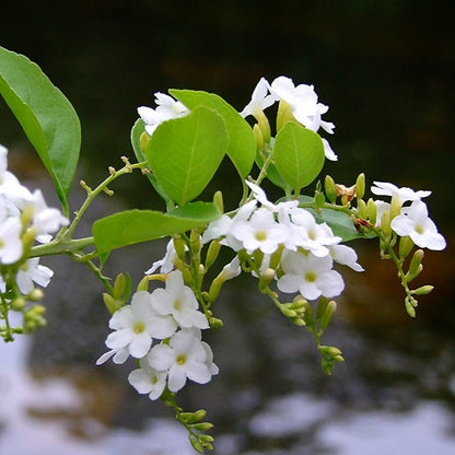 Duranta Erecta White Flower with Green Leaves Ornamental Live Plant