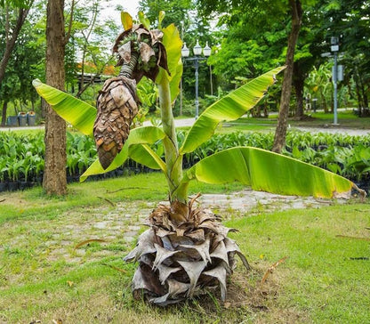 Ensette superbum (Kalluvazha) Rare Fruit Live Plant