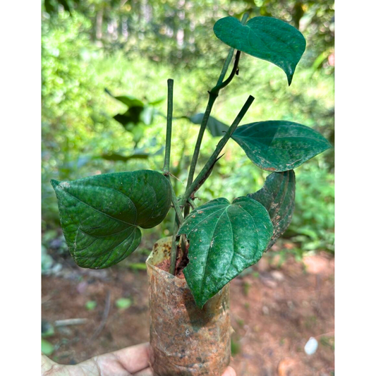 Black Pepper Vine (kurumulaku) Live Plant