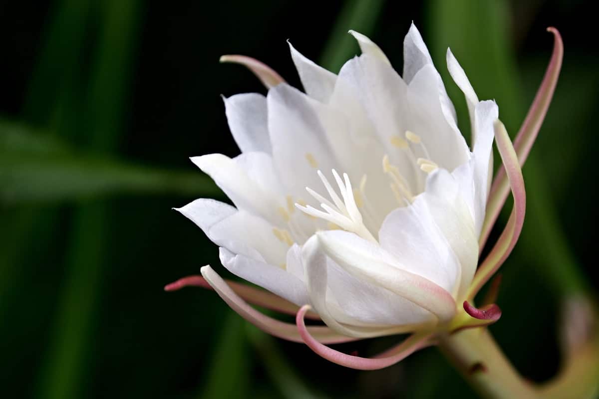 Brahma Kamal - White (Epiphyllum oxypetalum) Flowering Live Plant