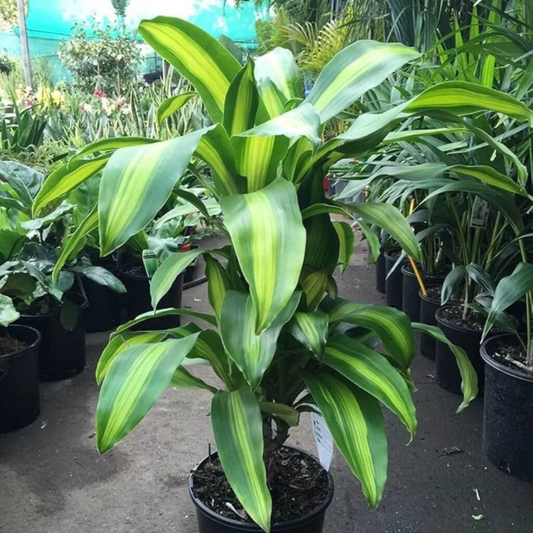 Corn Plant (Dracaena fragrans 'Massangeana') Indoor / Outdoor Live Plant