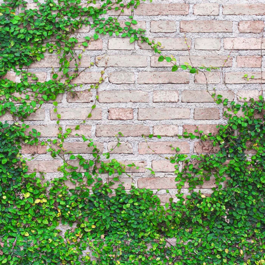 Creeping Fig (Ficus Pumila) Ornamental Live Plant
