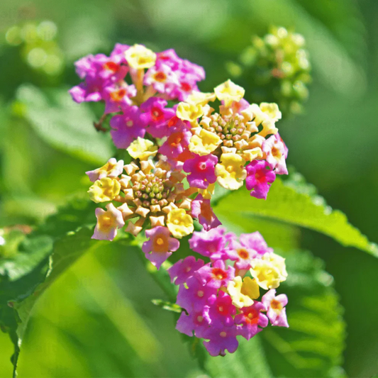 Lantana Pink Imported (Tick Berry) All Time Flowering Live Plant