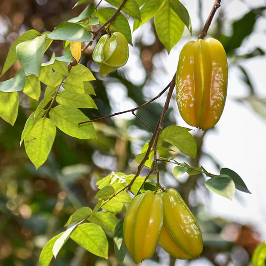 Sweet Vareity Star Fruit / Carambola Grafted Live Plant (Averrhoa Carambola)