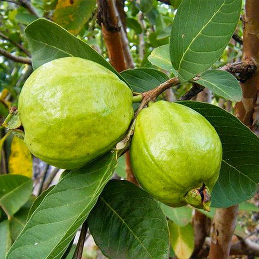 L 49 Guava Live Plant