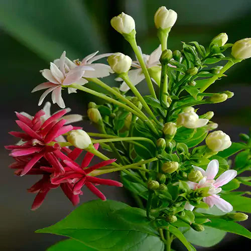 Madhumalti, Rangoon (Double Petals) Layered Live Plant