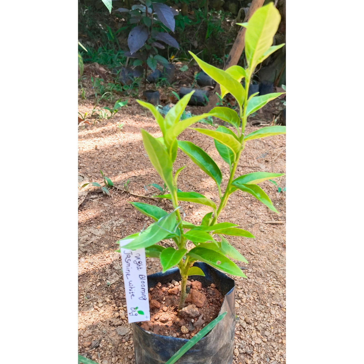 Night Blooming Jasmine White (Cestrum nocturnum) Flowering Live Plant