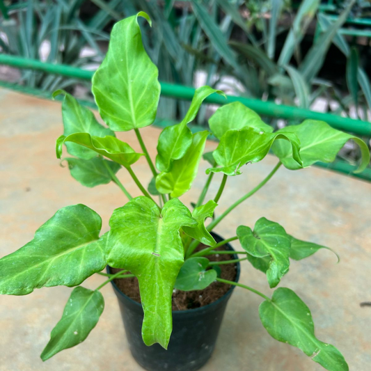 Philodendron Xanadu Gold Indoor / Outdoor Live Plant