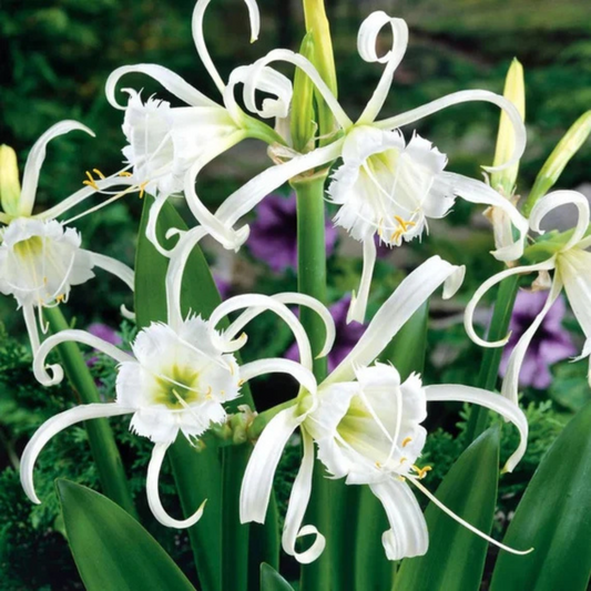 White Spider Lily (Hymenocallis carolinia) Fragrant Flowering Live Plant