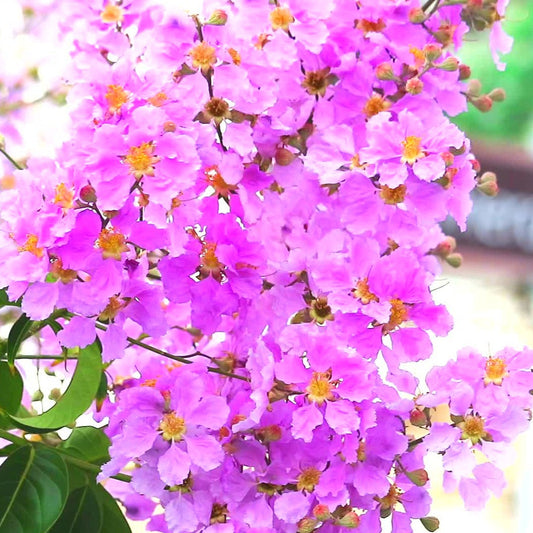 Lagerstroemia Speciosa Pink (Pride of India) Live Plant