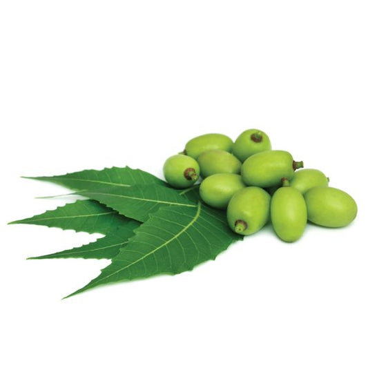 Neem (Margosa) Live Plant